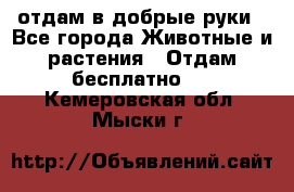 отдам в добрые руки - Все города Животные и растения » Отдам бесплатно   . Кемеровская обл.,Мыски г.